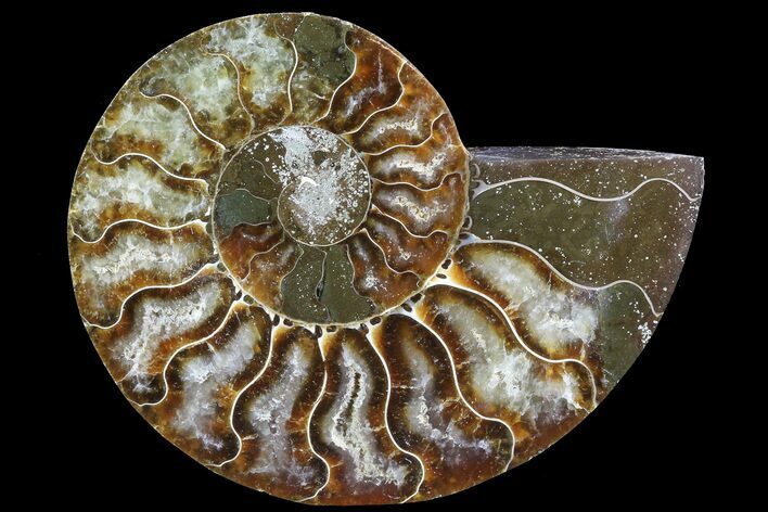 Agatized Ammonite Fossil (Half) - Madagascar #83800